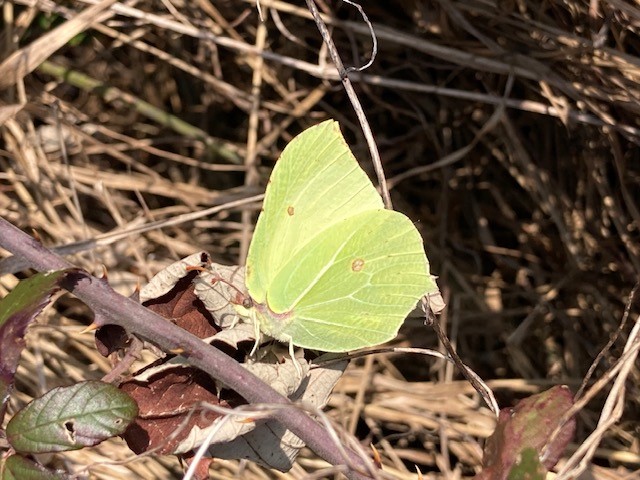 Brimstone butterfly at Haysden