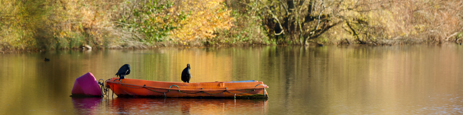 Outdoor spaces, two birds sitting on a boat at Leybourne