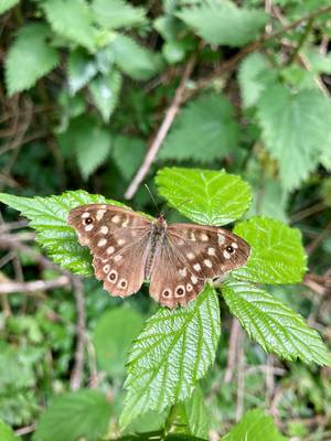 Speckled wood butterful on leaves