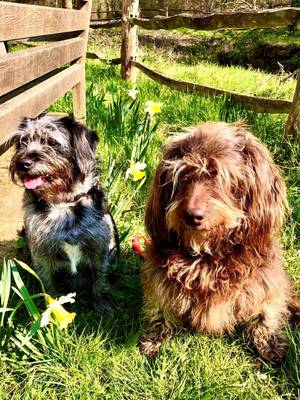 Two dogs sitting by a fence on the grass