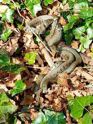 Grass snake in the undergrowth