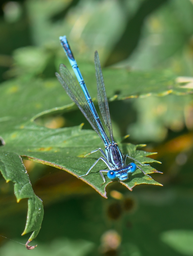 Picture showing a blue Damselfly on a leaf