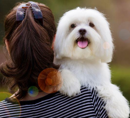 A white dog looking over its owner&#039;s shoulder