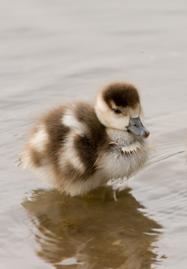 Duckling at Haysden