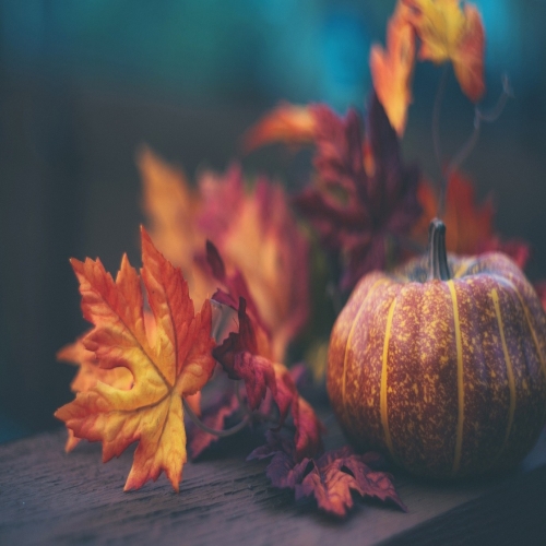Picture showing pumpkins and leaves