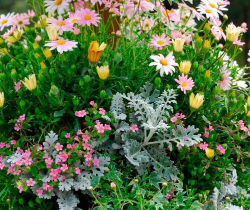 Hanging basket of flowers in close up, in yellows, blues and pinks