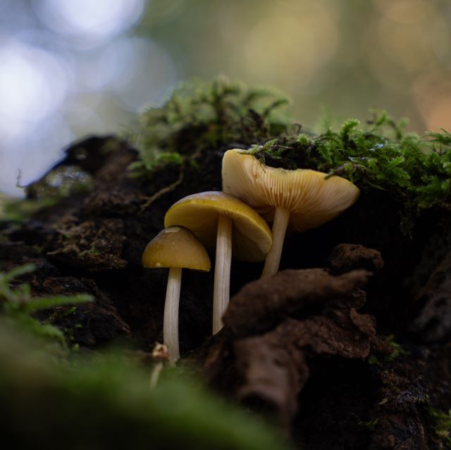 Photo of mushrooms under a log
