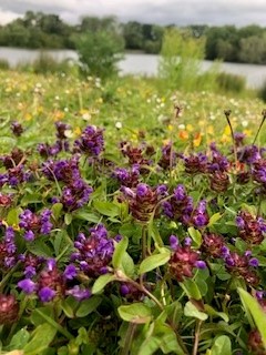 Purple self heal plant - haysden photo competition winner