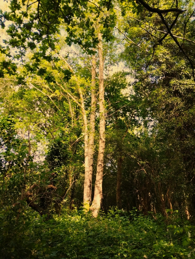 Silver birch tree at Haysden park