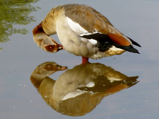 A reflection of a goose at Haysden park