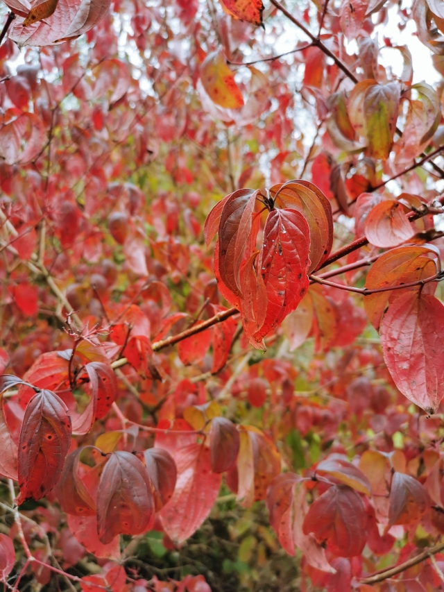 Pictures of leaves in autumnal colours