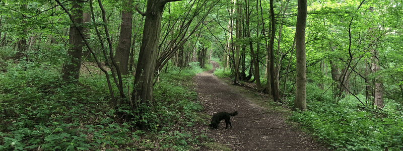 A path through Holly Hill