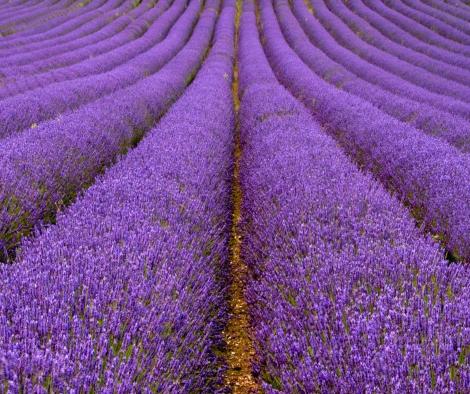 Lavender field