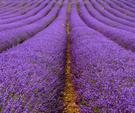 Lavender field