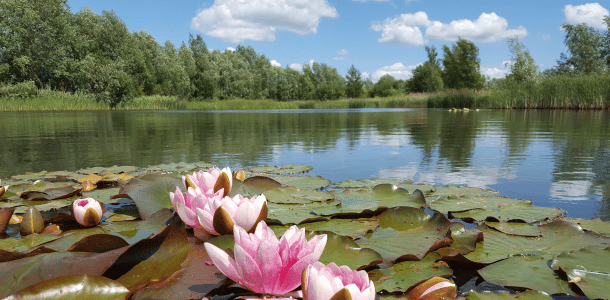 Water lillies in a lake in Leybourne Lakes