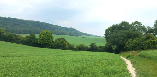 A path in the north downs