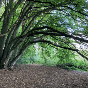 A tree overhanging the woodland path through Platt Hill