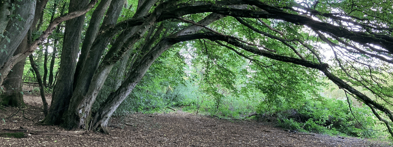 A tree over the path in Platt Hill