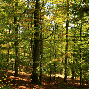 Trees in a wood