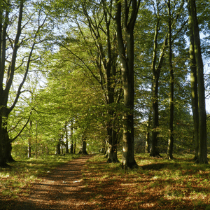 A path through the woods