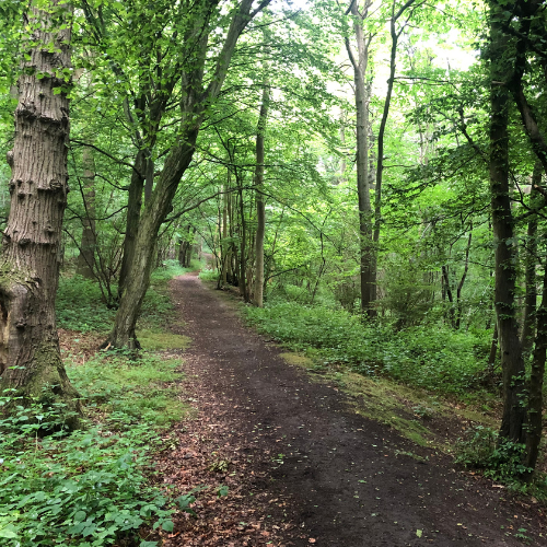 Path through Holly Hill