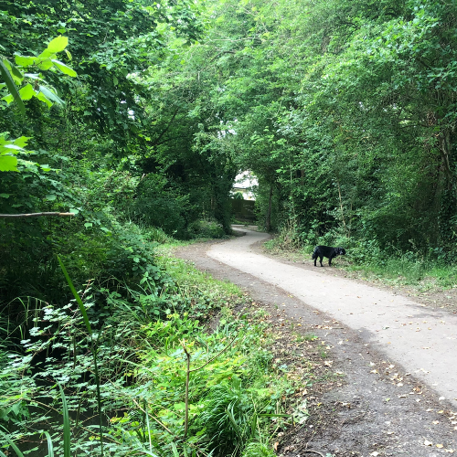 A path running through woodland walk