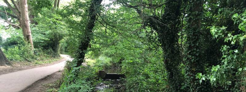 Woodland walk in Tonbridge showing the Pen Stream and the surfaced path through the trees