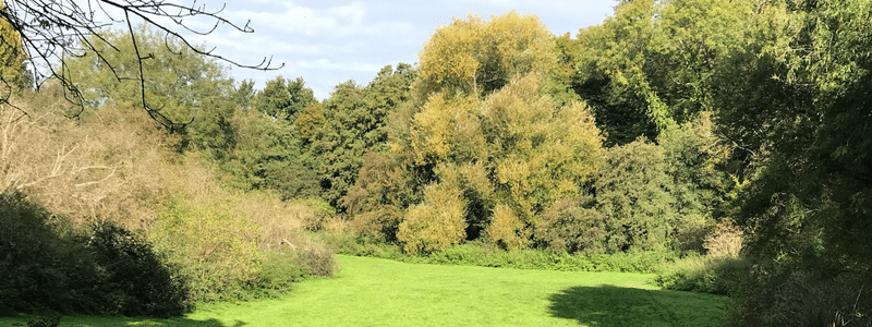 The clearing at Woods meadow