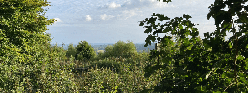 View across the north downs